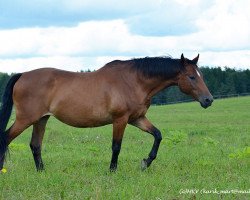 broodmare Corolla (Holsteiner, 2005, from Caletto III)