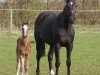 broodmare Vaja con Dios (Holsteiner, 2005, from Chin Chin)