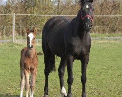 broodmare Vaja con Dios (Holsteiner, 2005, from Chin Chin)