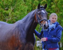 broodmare Curly Sue 188 (Holsteiner, 2010, from Casall)