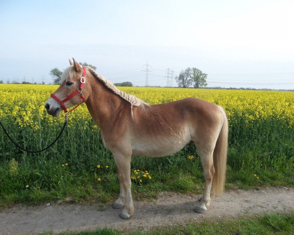 horse Narsil (Haflinger, 2001, from Nardini)