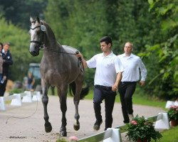 stallion Donausturm (Trakehner, 2015, from Horalas)