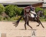 dressage horse Da Vinci Hb (Hanoverian, 2016, from Dancier)