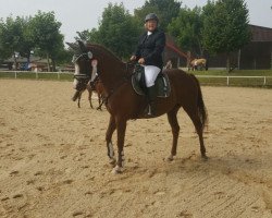 dressage horse Jessie James Wonder (Quarter Horse, 2007, from Awesome San Badger)