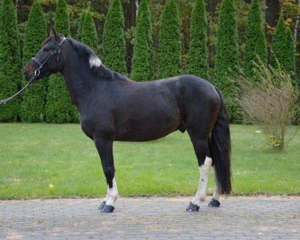 Pferd Czar (Polnisches Pony, 2013)