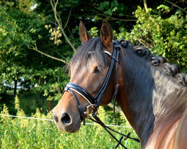 dressage horse Memphis (German Riding Pony, 2006, from Don Philino)