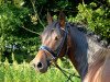 dressage horse Memphis (German Riding Pony, 2006, from Don Philino)