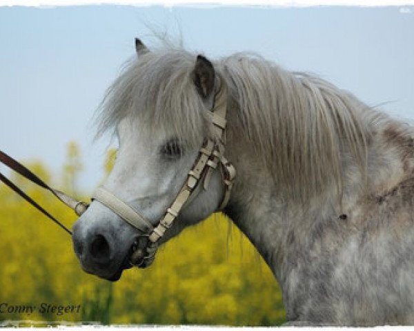 broodmare Perle (Shetland Pony, 2008, from Furinus)