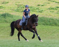 horse Bacilli (Austrian Warmblood, 2012, from Belluno)