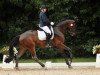 Dressurpferd Henry B (Trakehner, 2012, von Kentucky)