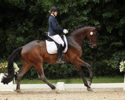 dressage horse Henry B (Trakehner, 2012, from Kentucky)