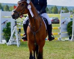 jumper Aramis 579 (German Sport Horse, 2007, from Acordelli)