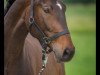 jumper Catch a smile 3 (German Sport Horse, 2010, from Catch Your Dreams)