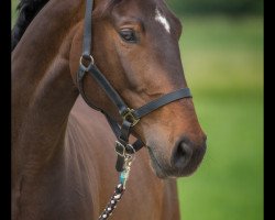 jumper Catch a smile 3 (German Sport Horse, 2010, from Catch Your Dreams)