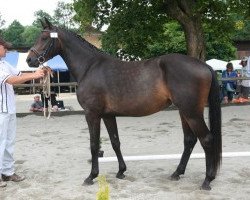 broodmare Rytmika (Czech Warmblood, 1997, from Valat-33)