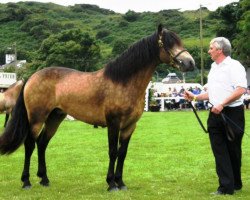 horse Cleggan Bay Tower (Connemara Pony,  , from Carnabay Mirah)