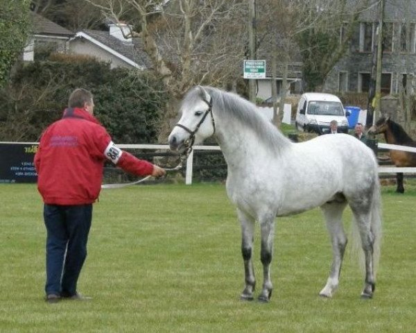 Pferd Oaklands Alsvid (Connemara-Pony, 2006, von Spinway Comet)