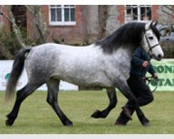 Deckhengst Killyreagh Shadow (Connemara-Pony, 2005, von Silver Shadow)