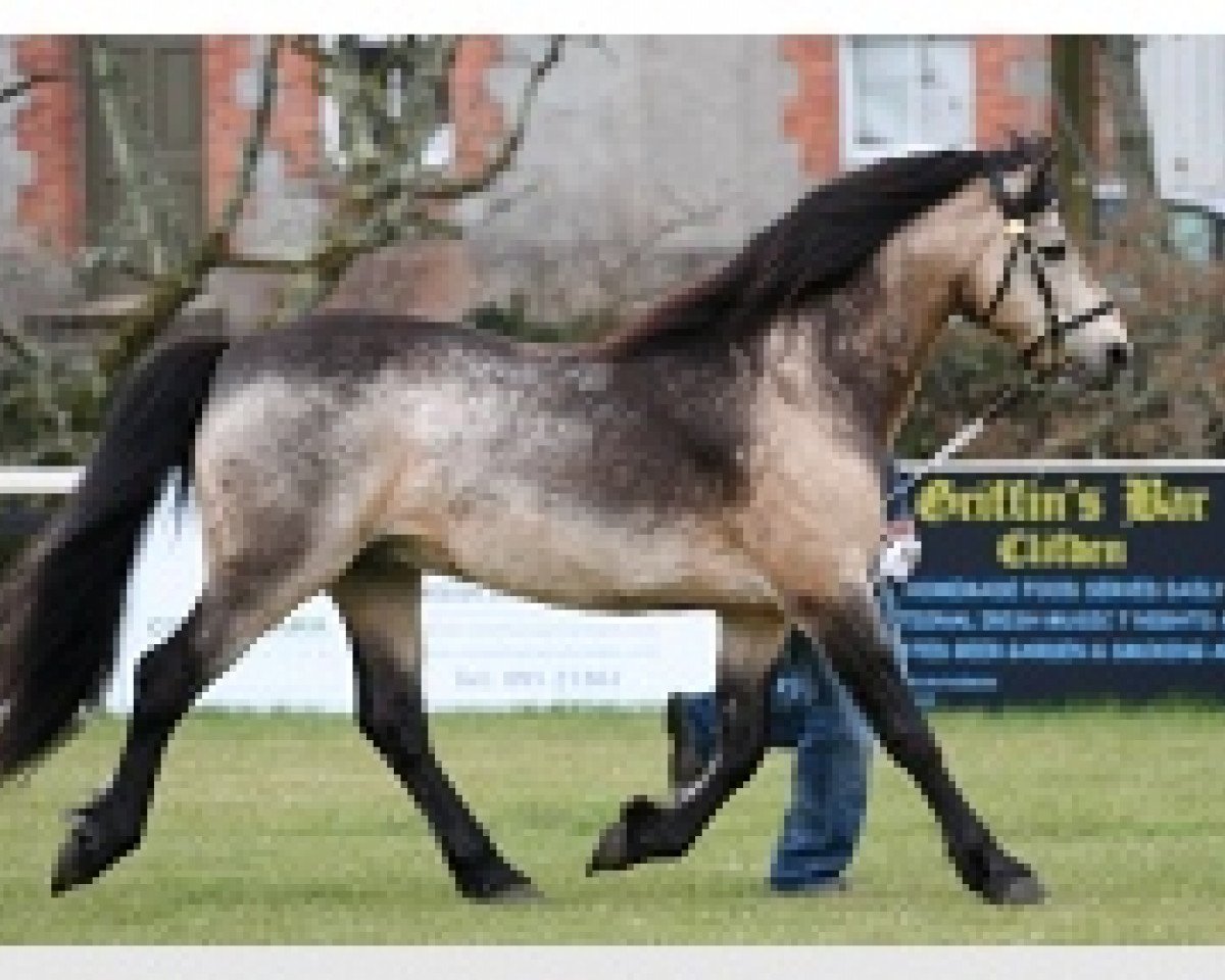 stallion Shackleton (Connemara Pony, 1996, from Streamstown Larry)