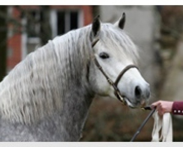 horse Earl of Clonriff (Connemara Pony,  , from Earl of Newbridge)
