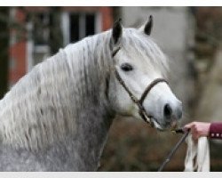 Pferd Earl of Clonriff (Connemara-Pony,  , von Earl of Newbridge)