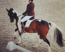 dressage horse Arabaci Ibn Akino (Pinto / Hunter, 2006, from Akino)