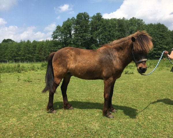 horse Orri (Iceland Horse, 2009, from Saelingur)