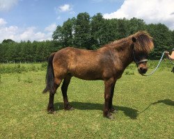 horse Orri (Islandpferd, 2009, from Saelingur)