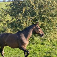 Springpferd Guldenboom Rose M (Belgisches Warmblut, 2006, von Floretto N)