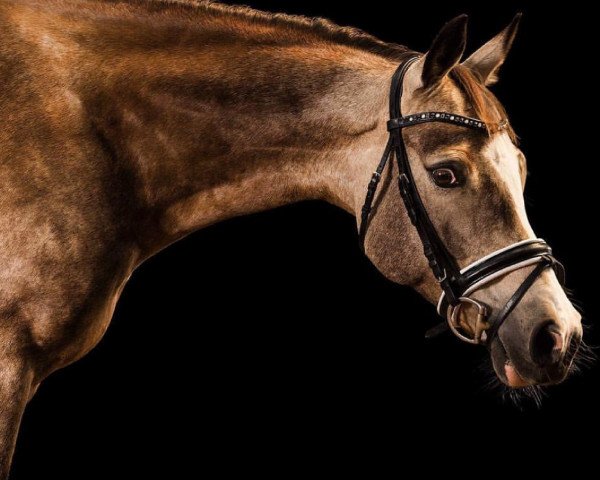 dressage horse Steendieks Charme of Chambertin (German Riding Pony, 2009, from FS Chambertin)