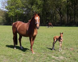 broodmare Paralü (Westphalian, 1996, from Prinz Segelhorst)