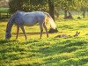 broodmare Tessa (Belgian Warmblood, 1996, from Idaho)