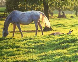 Zuchtstute Tessa (Belgisches Warmblut, 1996, von Idaho)