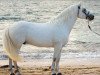 stallion Gurteen Cathal (Connemara Pony, 2002, from Coral Dun)