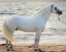 stallion Gurteen Cathal (Connemara Pony, 2002, from Coral Dun)