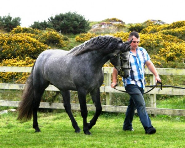 Deckhengst Slackport Prince (Connemara-Pony,  , von Gurteen Cathal)