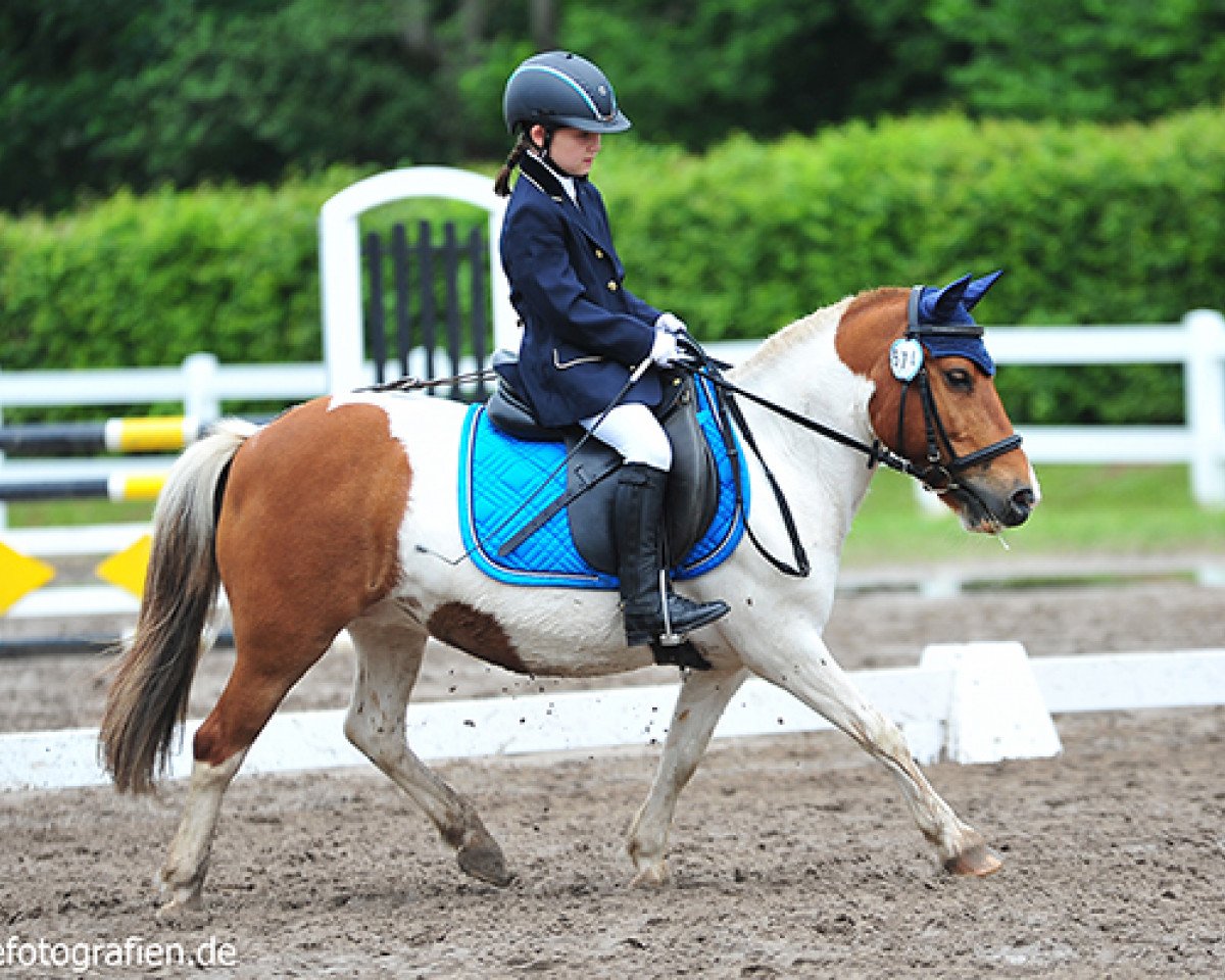 dressage horse Holly 146 (unknown, 2004)