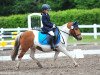 dressage horse Holly 146 (unknown, 2004)