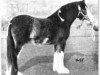 stallion Craigie True Form (Clydesdale,  , from Craigie Chieftain)