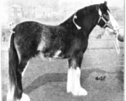 stallion Craigie True Form (Clydesdale,  , from Craigie Chieftain)