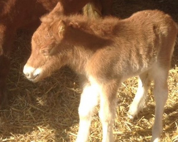 Pferd Nele aus dem Wendland (Shetland Pony, 2017, von Xente van't heut)