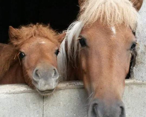 jumper Rosalie (Shetland Pony, 2015, from Isidor PrH*)