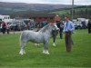 stallion Eppynt Victor Meldrew (Welsh mountain pony (SEK.A), 1993, from Llwynan Flash)