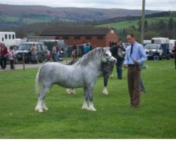 stallion Eppynt Victor Meldrew (Welsh mountain pony (SEK.A), 1993, from Llwynan Flash)