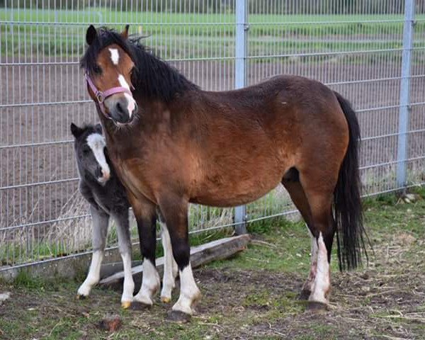 Zuchtstute Eppynt Shades of Bay (Welsh Mountain Pony (Sek.A), 2012, von Churchwood Troy)