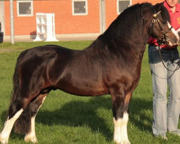 stallion Leandro (Welsh mountain pony (SEK.A), 2011, from Boniface Llewelyn)