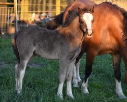 broodmare Eggershoop Sydney (Welsh mountain pony (SEK.A), 2017, from Leandro)