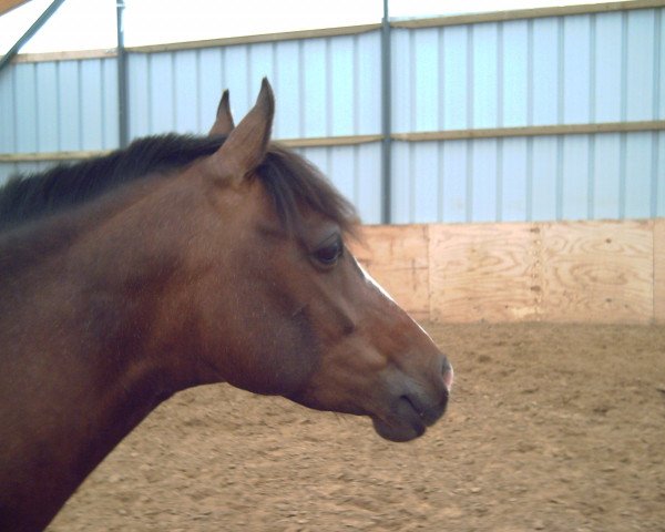 horse Pheline (German Riding Pony, 1997, from FS Pavarotti)