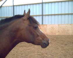 Pferd Pheline (Deutsches Reitpony, 1997, von FS Pavarotti)