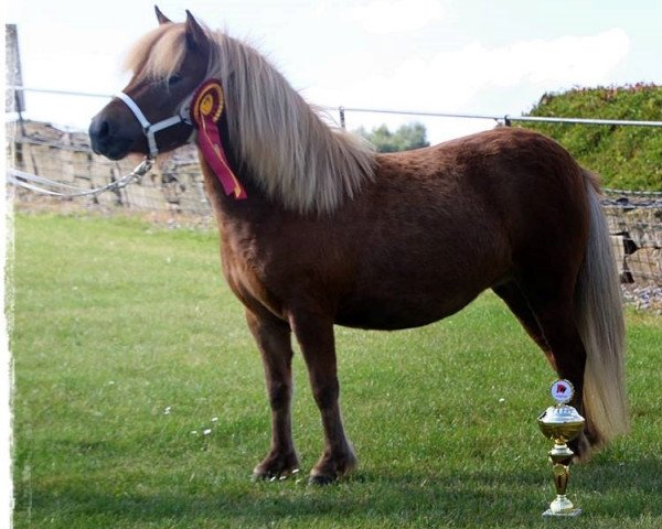 broodmare Safina aus dem Wendland PrSt*** (Shetland Pony, 2014, from Isidor PrH*)